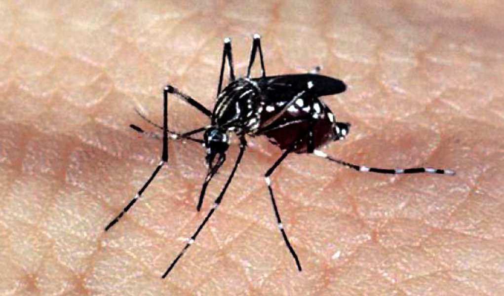 Mosquito Aedes aegypti, responsável pela transmissão dos vírus da dengue, febre chikungunya e Zika