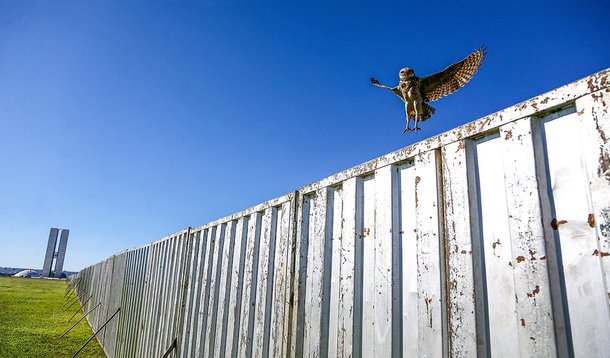 Brasília- DF- Brasil- 14/04/2016- Coruja sobrevoa a cerca de segurança que foi erguida para separar manifestantes pró e contra governo Dilma Rousseff, durante a votação do pedido de impeachment neste fim de semana. Foto: Ricardo Stuckert