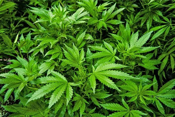 Liberação da cannabis pode gerar 328 mil empregos no Brasil