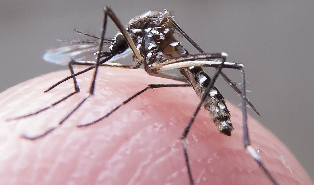 aedes dengue zika