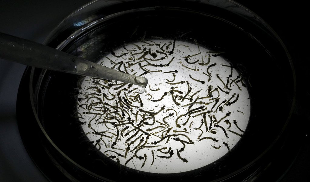 Cultura de larvas do mosquito Aedes aegypti em laboratório do Ministério da Saúde da Costa Rica, em Sa José. 27/01/2016 REUTERS/Juan Carlos Ulate