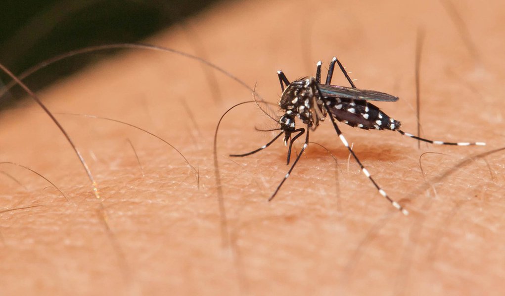 zika dengue aedes 