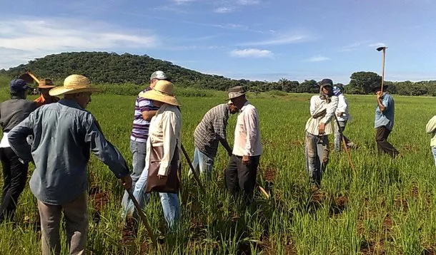 Selo Quilombos do Brasil: reconhecimento de qualidade para a produção agrícola quilombola