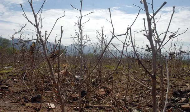 Brasil já perdeu 34 milhões dos 82,6 milhões de hectares da Caatinga