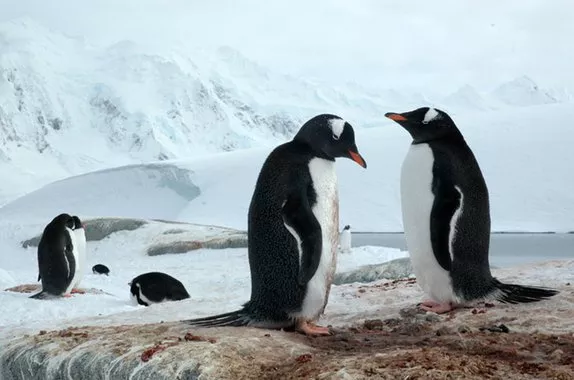 Governo Trump explica por que impôs tarifas a ilhas habitadas apenas por pinguins