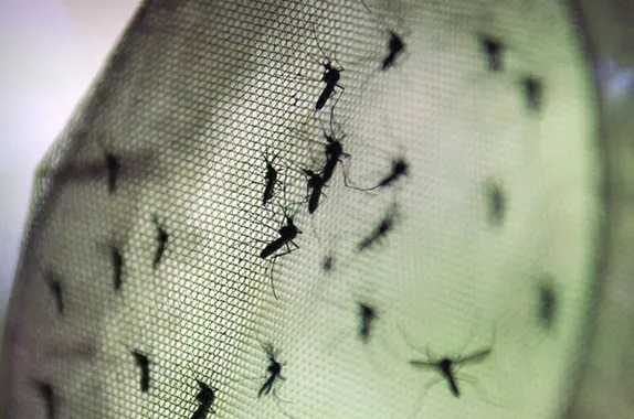 Cidade do Rio de Janeiro anuncia fim da epidemia de dengue