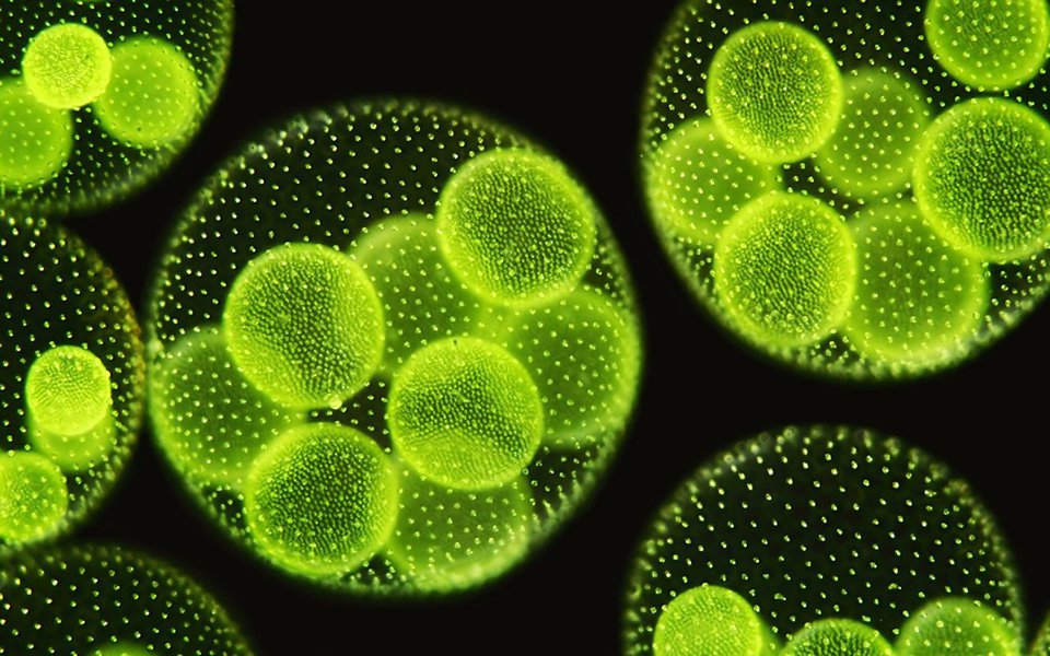 Novos testes com microalgas geneticamente modificadas para se tornar alimento para humanos, ração para animais, plásticos, fármacos, biocombustíveis. As algas realmente têm mil e uma utilidades, e nossa sobrevivência no futuro pode estar estreitamente ligada a elas.