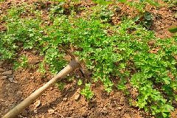 "A vida era tão boa nesse jardim, que sua cuidadora, de tão confiante, começou a dormir mais do que devia, a acordar tarde, a cuidar menos das flores que ali moravam. Sem que se percebesse, a erva daninha cresceu e sufocou uma parte do jardim. Morriam as primeiras flores". Em um texto poético, Paulinho Oliveira comenta a apatia da maioria da população ao não extirpar as "ervas daninhas" da política, a crença de muitos, em um suposto "salvador" da Pátria e a preocupação com o que virá, a partir daí