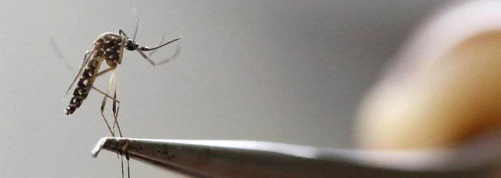 Mosquito Aedes aegypti em laboratório de Cali, na Colômbia. 02/02/2016 REUTERS/Jaime Saldarriaga