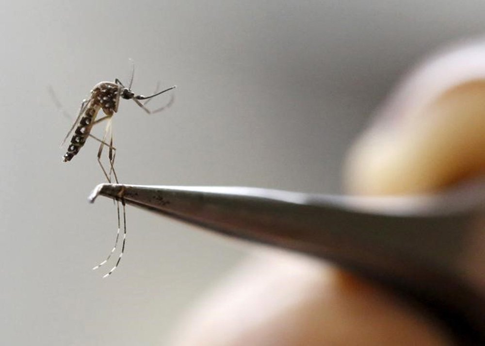 Mosquito Aedes aegypti em laboratório de Cali, na Colômbia. 02/02/2016 REUTERS/Jaime Saldarriaga