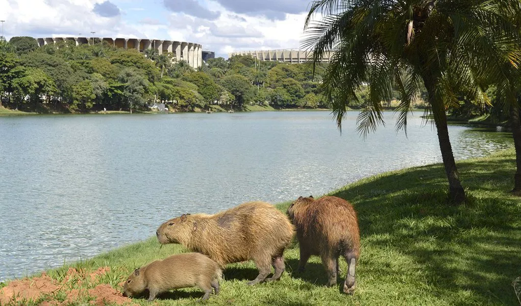 Ataque em lagoa de Florianópolis alerta sobre riscos de capivaras e doenças transmitidas pelo animal