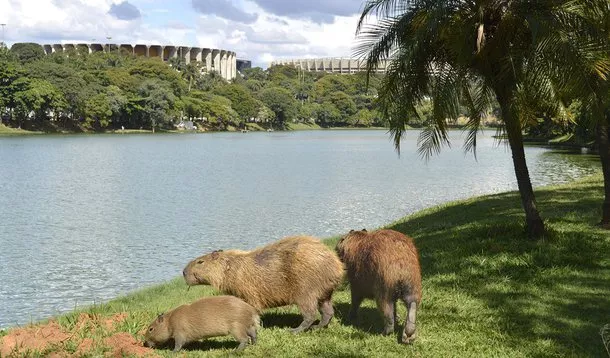 Ataque em lagoa de Florianópolis alerta sobre riscos de capivaras e doenças transmitidas pelo animal