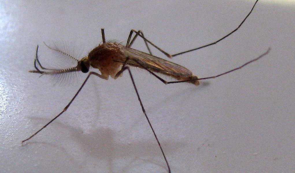 Estudo preliminar da Fiocruz Pernambuco aponta que o mosquito Aedes aegypti pode não ser o único transmissor do vírus Zika; a bióloga Constência Ayres Lopes identificou o vírus em uma alta carga viral nas glândulas salivares da popular muriçoca (Culex quinquefasciatus); suspeita foi reforçada em testes após os mosquitos terem sido infectados em laboratório; a pesquisadora ressalta, porém, que ainda é cedo para ter certeza de que o Culex transmite o vírus em seu habitat natural