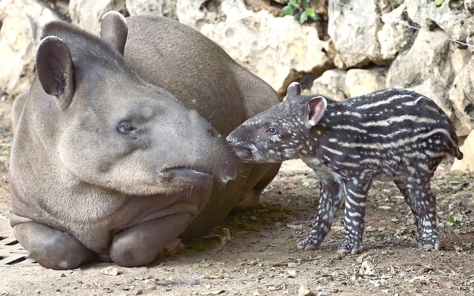 Embora a anta – mais conhecida no mundo pelo nome de tapir - seja um dos maiores mamíferos terrestres do globo, a vida destes animais solitários e noturnos tem-se mantido um mistério. Patrícia Medici chefia o mais antigo projeto de conservação para a proteção e a sobrevivência da anta, ou tapir.