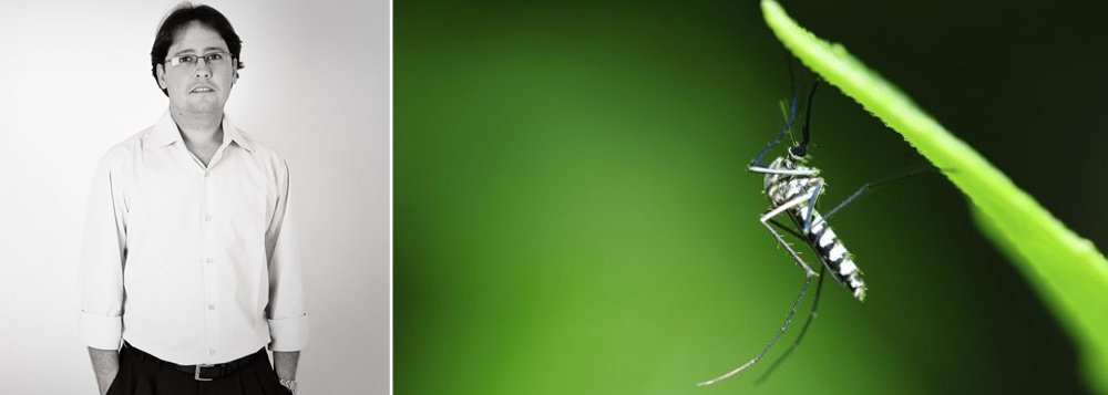 Originário do Egito, o mosquito se dispersou pelo mundo a partir da África: primeiro para as Américas e, em seguida, para a Ásia; ao chegar às cidades, o Aedes Aegypti passou a ser o responsável por surtos de febre amarela e dengue; a partir de meados dos anos 1990, com a classificação da dengue como doença endêmica, passou a estar em evidência; agora, o epidemiologista e secretário-geral da Sociedade Brasileira de Dengue e Arbovirose, Luciano Pamplona, observa que o Aedes aegypti já pode ser considerado um mosquito doméstico: "Ele é praticamente um bichinho de estimação", diz