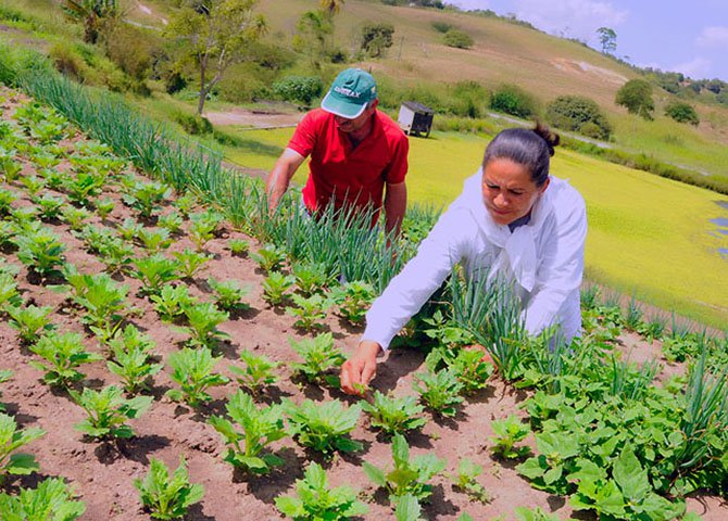 O Plano Safra da Agricultura Familiar 2015/2016, lançado pela presidente Dilma Rousseff, representa não apenas o desenvolvimento do setor e da economia brasileira, mas também, a garantia de produtos de qualidade em nossas mesas todos os dias