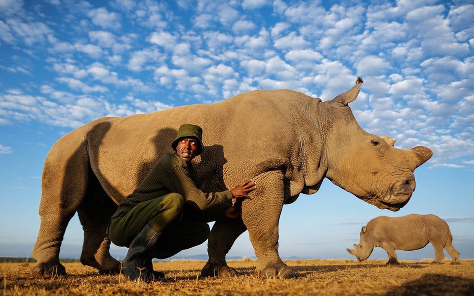 Sudan é o último rinoceronte-branco-do-norte macho. Vive numa reserva no Quênia, vigiado dia e noite por guardas armados. Mas o destino da sua espécie está praticamente selado.