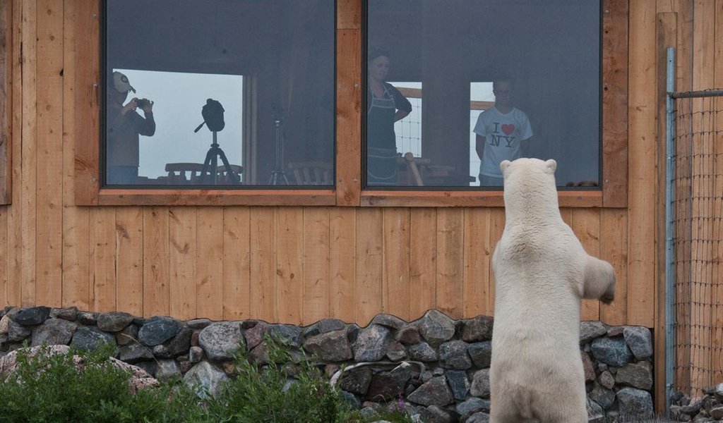 Google Street View com suas onipresentes telecâmeras foi à Baía de Hudson, no extremo norte do Canadá, à descoberta de paisagens do Grande Norte e de um dos seus mais ameaçados moradores, o urso polar. Galeria de imagens fascinantes, curiosas e divertidas, sobre a presença desses animais na época em que eles se aproximam das comunidades humanas