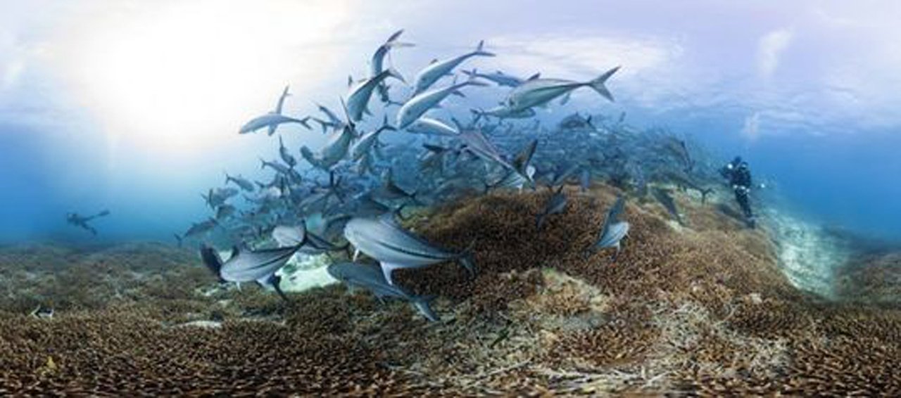 Viva um snorkeling virtual no fundo de algumas das barreiras coralinas mais espetaculares do mundo. Saiba por que elas estão seriamente ameaçadas pela poluição e as mudanças climáticas