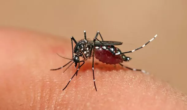 Vacina brasileira de dose única contra dengue recebe aprovação da Anvisa