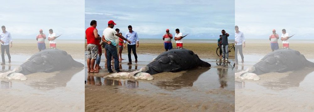 Uma baleia foi encontrada morte na foz de um rio entre os municípios de e Japaratinga e Maragogi , no Litoral Norte de Alagoas; com aproximadamente cinco metros, o filhote macho de Jubarte será analisado por técnicos da base avançada do Centro de Mamíferos Aquáticos (CMA)