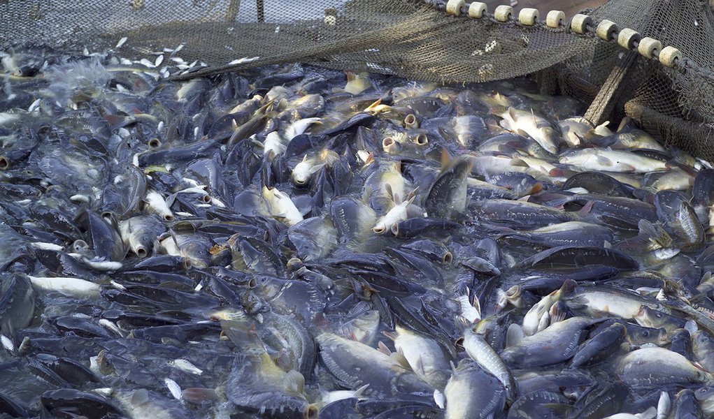 A sobrepesca ou pesca predatória – a pesca que reduz as populações de peixes além de sua capacidade de reprodução – é um problema global cada vez mais grave. Cerca de 70% das espécies de peixes dos mares estão sendo exploradas de forma insustentável.