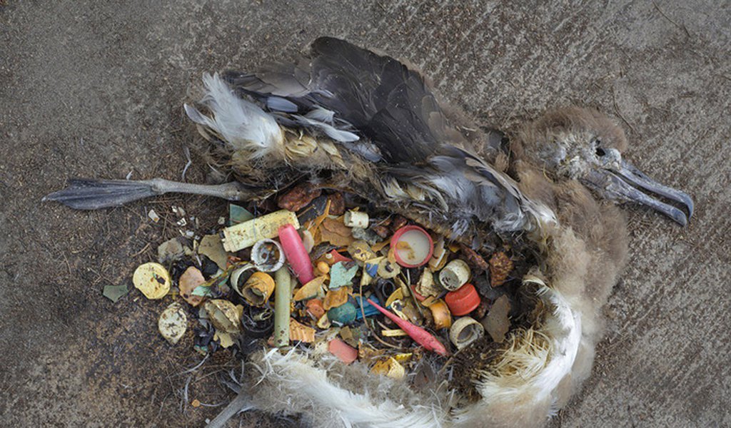 O atol de Midway está situado no coração do Pacífico. A civilização dos plásticos é aquela que criamos para nós. Quando ambos se encontram, quem paga a conta é a própria vida. Este é um breve vídeo que documenta o quanto estamos empenhados em destruir o planeta Terra.