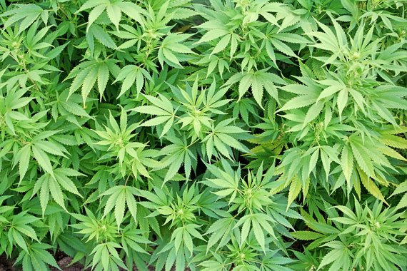 Mercado de maconha medicinal cresce 40% no Brasil Mercado de maconha medicinal cresce 40% no Brasil