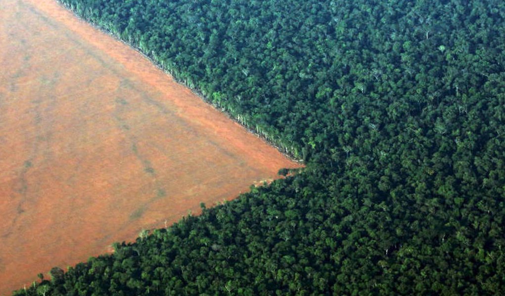 Greenpeace: em um ano, Brasil desmatou equivalente a um milhão de campos de futebol