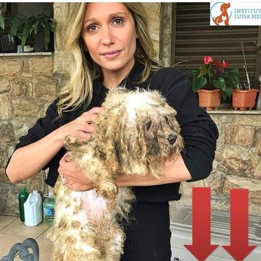 A crueldade e a criminalidade por trás da criação dos cães de raça vendidos em Pet Shops