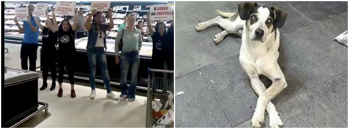Carrefour pagará R$ 1 milhão por morte da cadela Manchinha