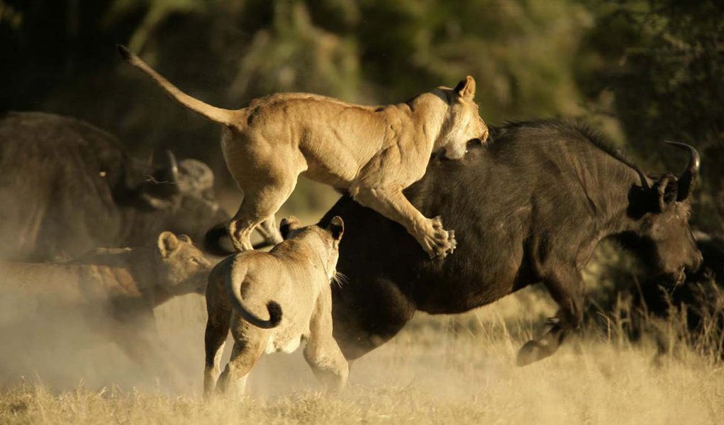 Leões X Búfalos: batalha no Kruger Park