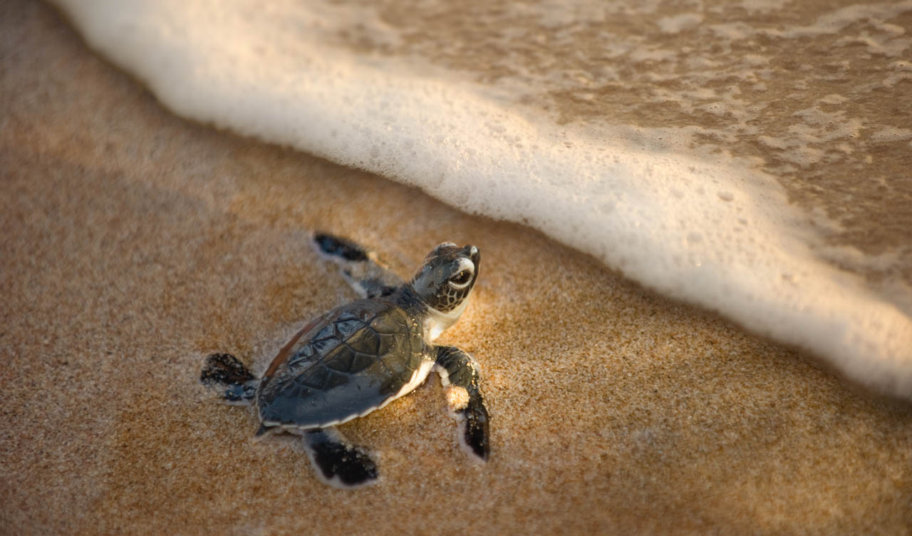 Populações de tartarugas marinhas crescem no Brasil