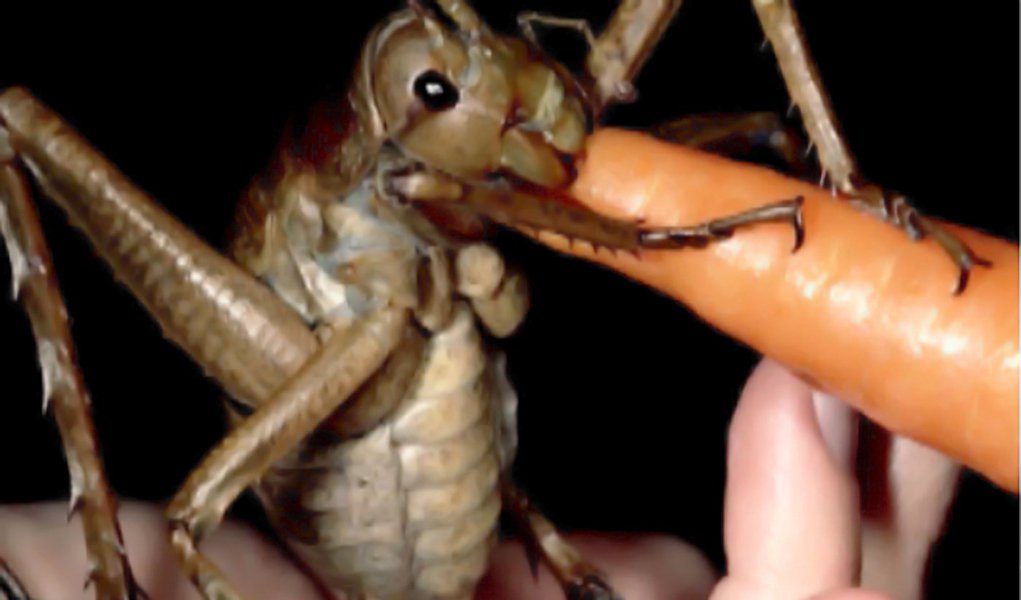 O grilo gigante - O inseto mais pesado do mundo
