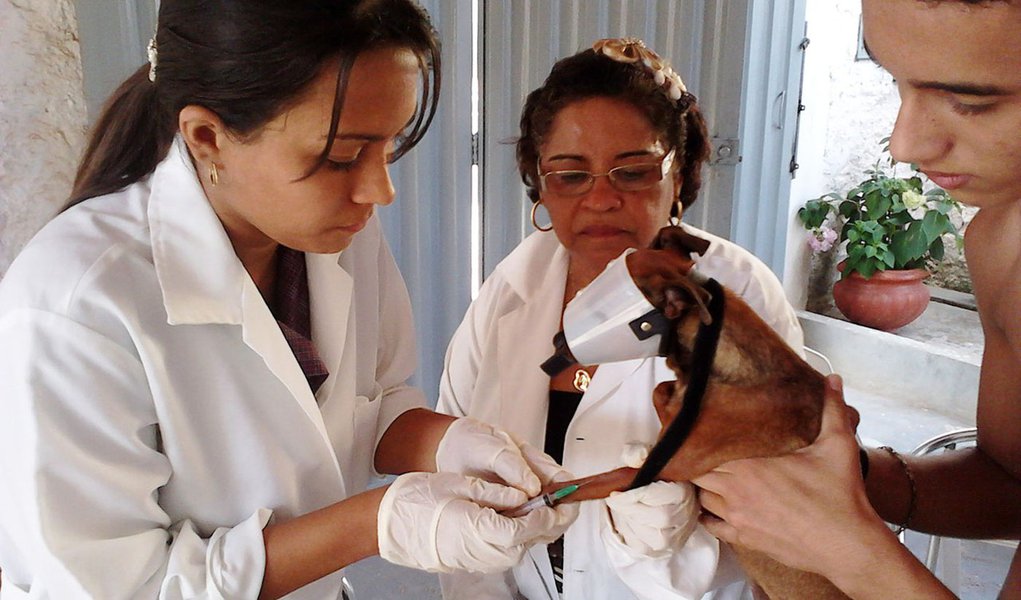 São Paulo implanta teste para detectar contaminação de cães por leishmaniose visceral