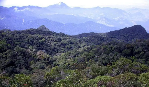 Desmatamento na Mata Atlântica diminuiu 59% no acumulado do ano até agosto