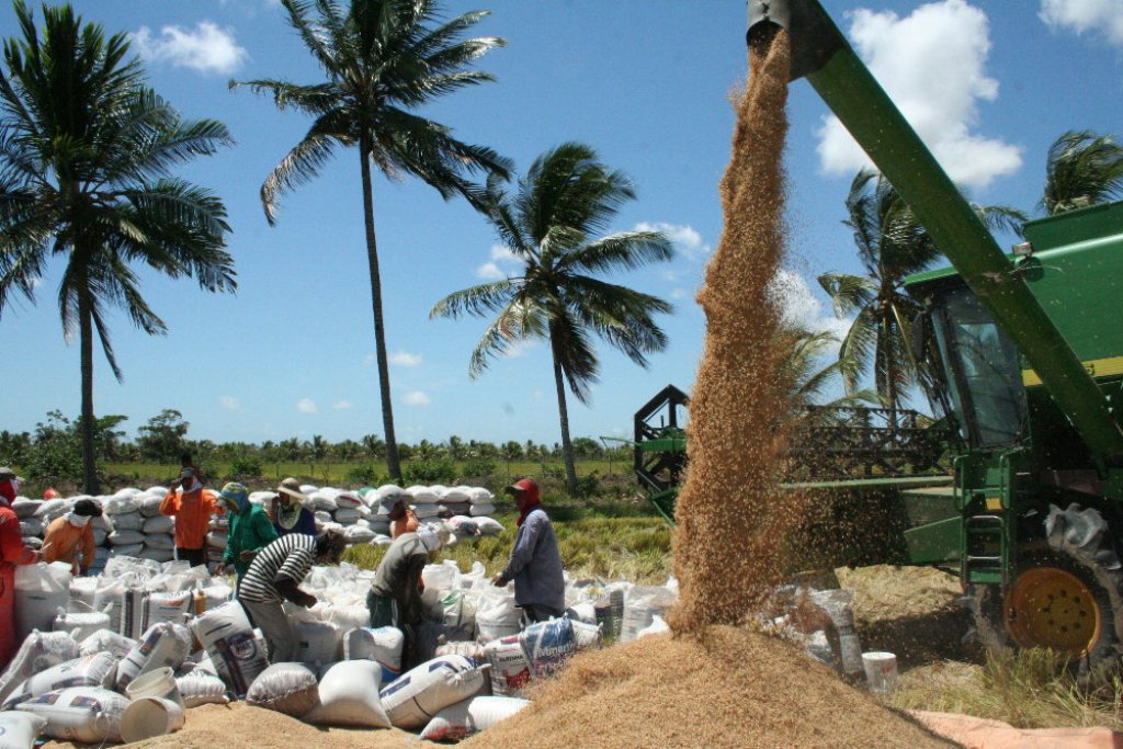 Boa notícia: Sergipe bate recorde na produção de arroz