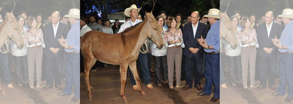 Constrangido, Alckmin recebe mula de presente