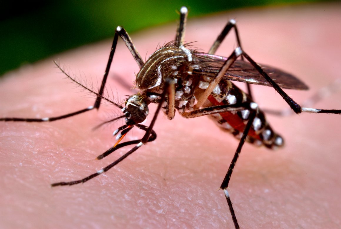Zika vírus pode se esconder em órgãos protegidos do Sistema imunológico