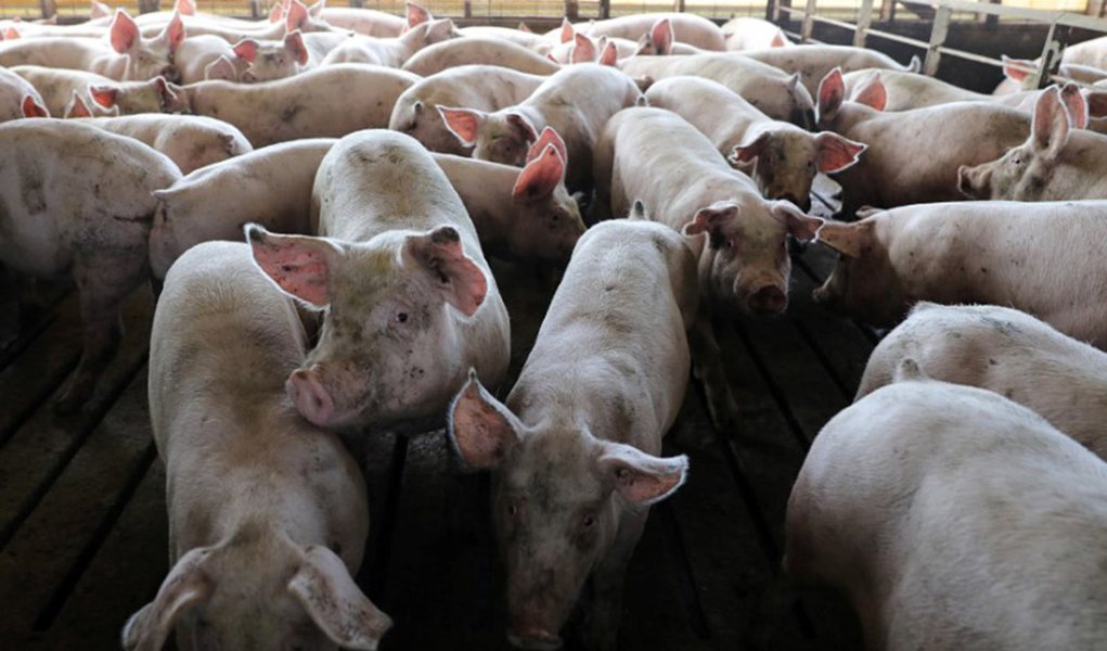 China confirma surto de peste suína africana e anuncia inspeções