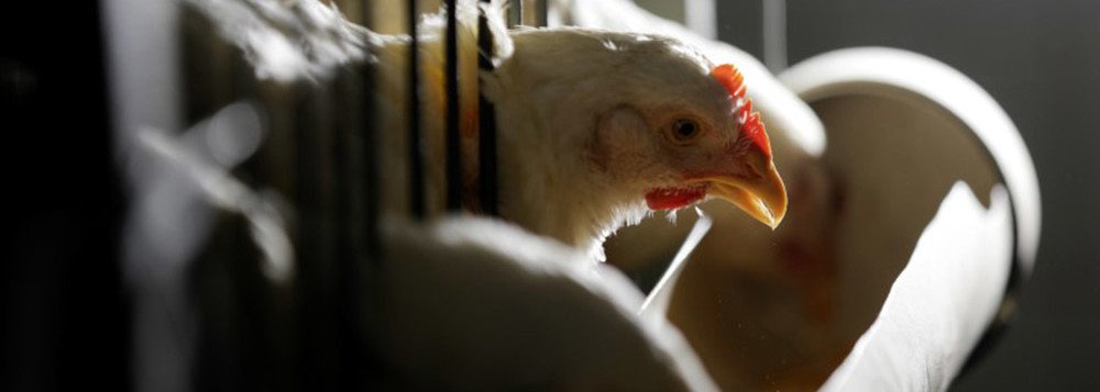China estende por 6 meses investigação antidumping sobre importação de frango do Brasil