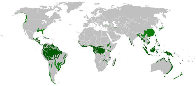 Mapa das florestas pluviais do mundo