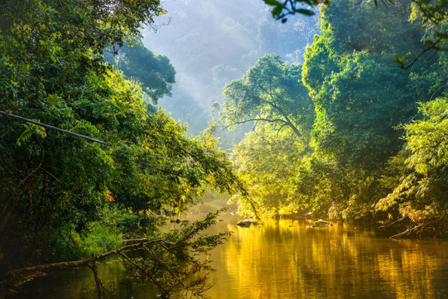 Rio corta a floresta tropical