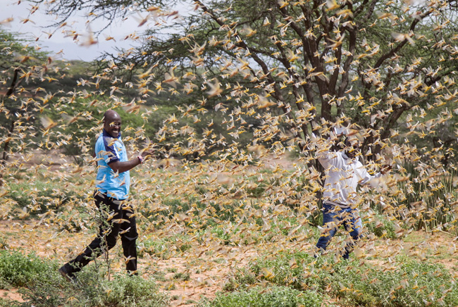 Quênia infestado de gafanhotos