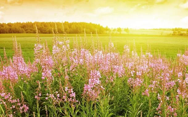 Flores de plástico não morrem