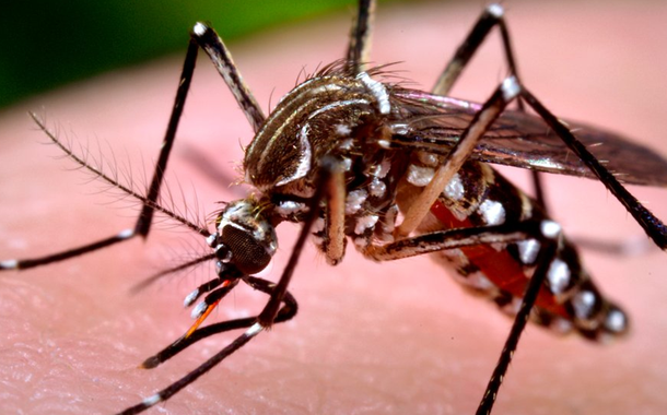 Casos de dengue avançam 72% em um ano.