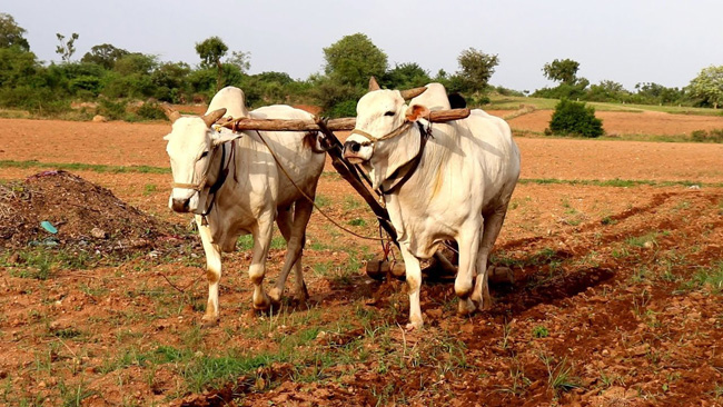 Agricultura tradicional na Índia