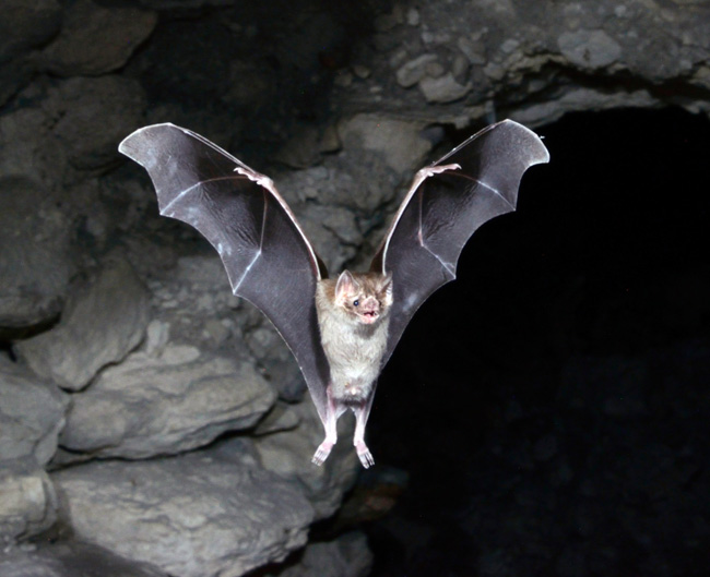Morcego frugívoro