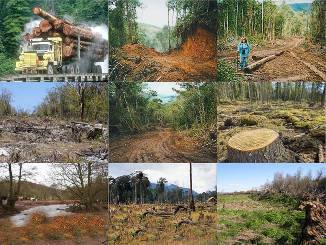 Mosaico do desflorestamento