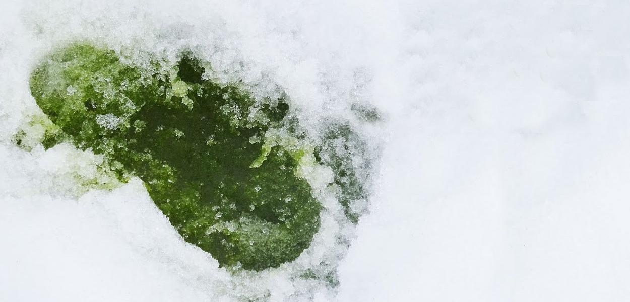 Quando a Antártida era verde: conheça o passado do continente